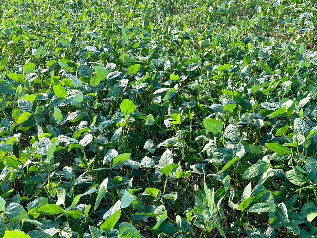 Tips for Fall Food Plots